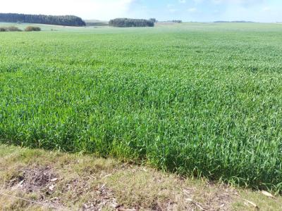 Campos en venta en Uruguay.