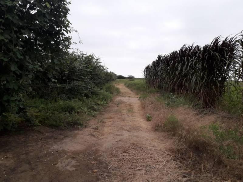 Terreno agricola de 80 y 10 hectáreas en Jayanca Prov. y Dpto de Lambayeque