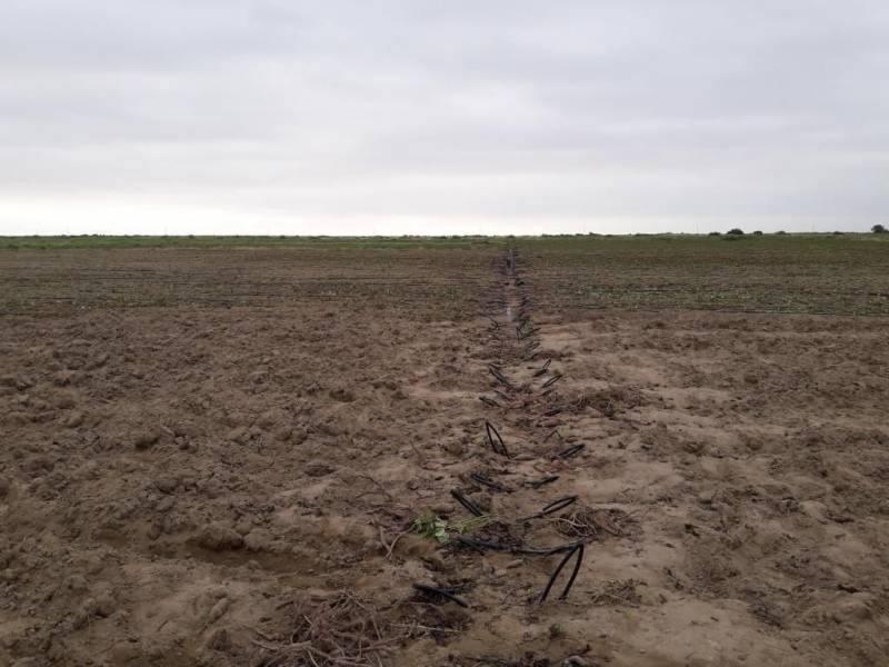 Terreno agricola de 80 y 10 hectáreas en Jayanca Prov. y Dpto de Lambayeque