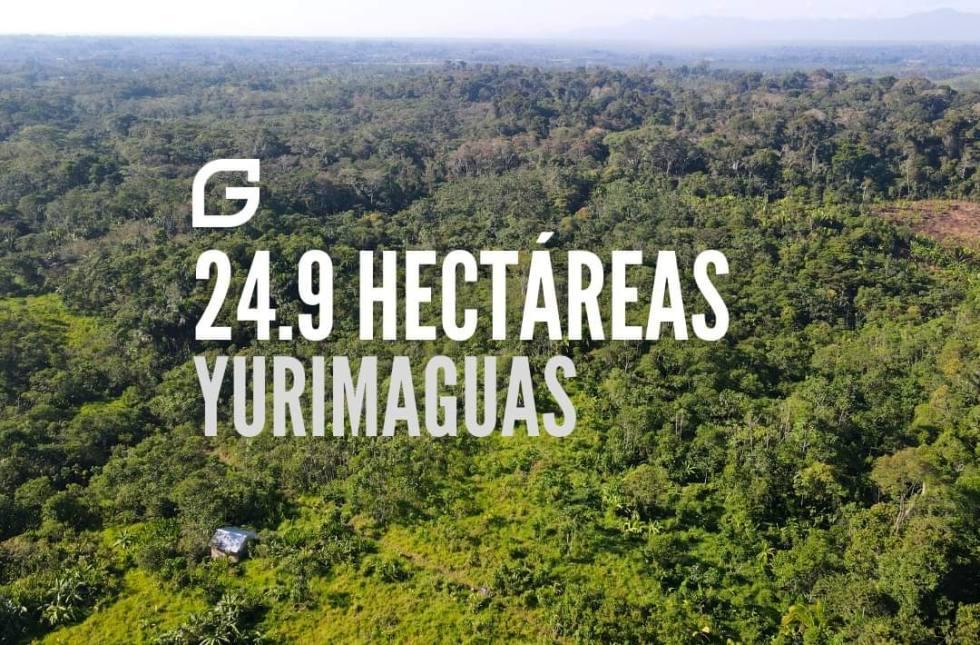 Vendo 24.9 HectÁreas Para Palma Y Cacao En Yurimaguas 