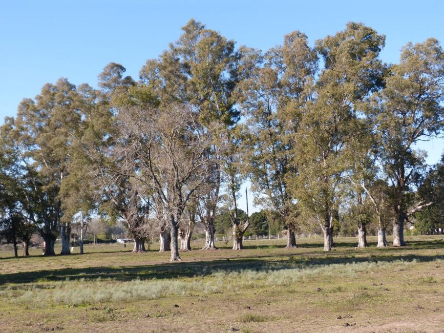 Terreno en venta en Parada Robles, Exaltacion de la Cruz