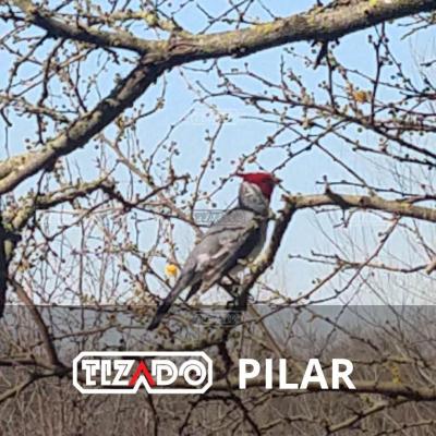 Terreno en venta en El Aljibe, Pilar