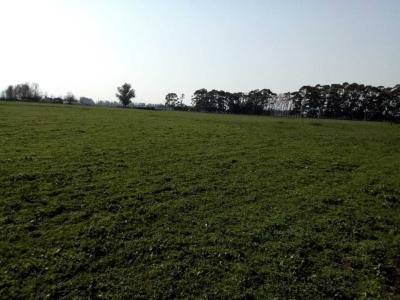 Terreno en venta en Mechonge, General Alvarado