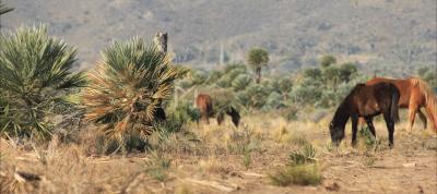 Terreno en venta en Papagayos, Chacabuco
